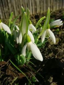 snow-drops1