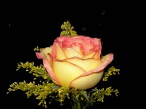 peace-rose