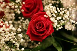 roses-and-babys-breath