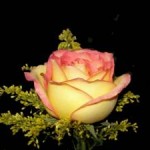 Peace Rose