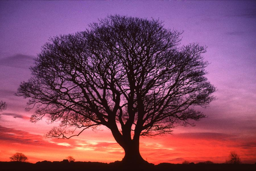 Tree at Sunset
